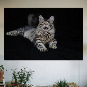 Wilde Maine Coon