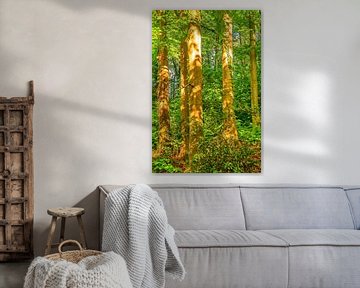 Beukenstammen met bladeren in het bos verlicht door de zon van Dieter Walther