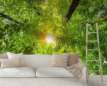 Sun shines through canopy of beech and maple trees by Dieter Walther