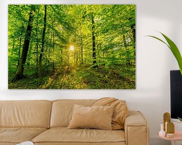 Bos met beuken tegen de achtergrond verlicht door zonnestralen van Dieter Walther