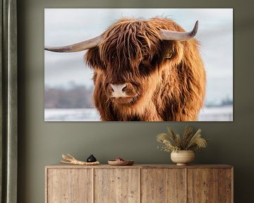 Porträt einer schottischen Highlander-Kuh