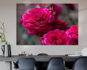 Roze rode roos in volle bloei van Bart Poelaert