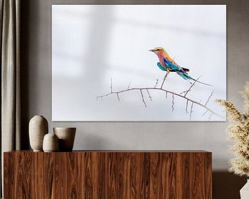 Kleurrijke vogel van Esther den Hollander