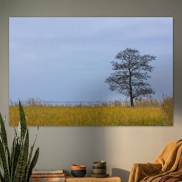 Rietlandschap met boom.