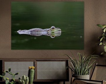 Frog on the water surface by Astrid Brouwers