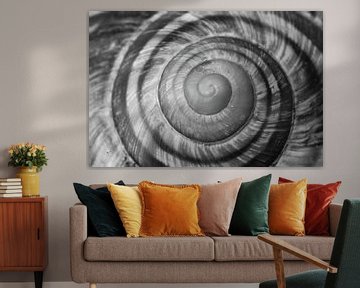 shell spiral by Klaartje Majoor