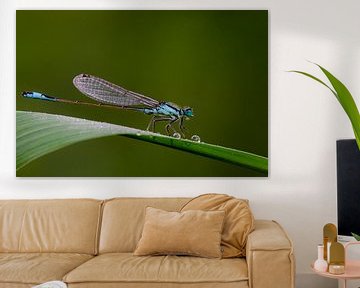 Demoiselle sur une feuille avec des gouttes de rosée sur Natuurels