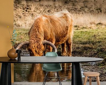 Schotse hooglander drinkt uit een vennetje van MICHEL WETTSTEIN