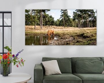 Een Schotse hooglander drinkt uit een bos meertje van MICHEL WETTSTEIN