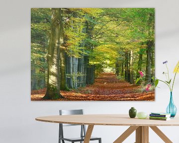 Forest path with beech trees by Corinne Welp