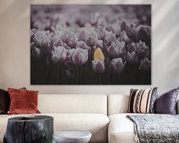 Fleurs de tulipe sur Dirk-Jan Steehouwer