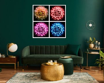 collage flower of dahlia in 4 different colors on black background by Dieter Walther