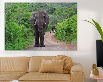 Elefant im Hluhluwe-Imfolozi-Wildreservat
