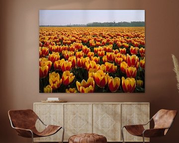 Bulb field, red by Rene van der Meer