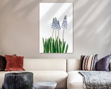 blauwe hyacinten van Michael Schulz-Dostal
