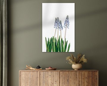 blue hyacinths von Michael Schulz-Dostal