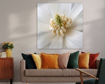 magnolia bloem van Klaartje Majoor