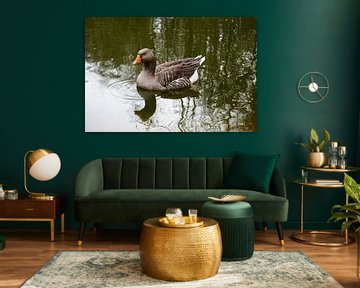 Beautiful white brown domestic goose swims in a pond by creativcontent