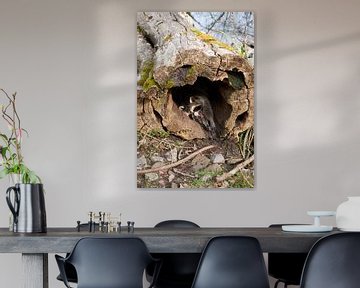 Vermoeide wasbeer strekt zich uit en geeuwt in een boomstam van creativcontent