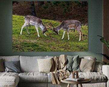 Young Fallow Deer practice on each other by Merijn Loch