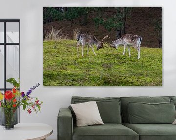 Fallow deer AWD by Merijn Loch