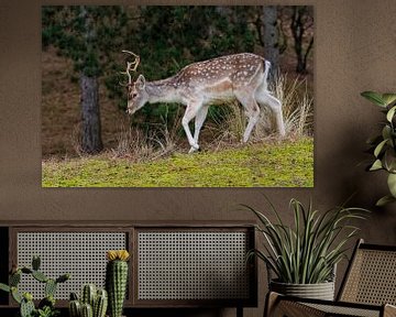 Fallow deer AWD by Merijn Loch