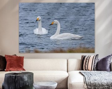 WIlde Swan sur Merijn Loch