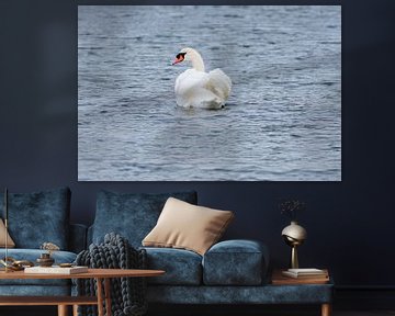 Mute Swan by Merijn Loch