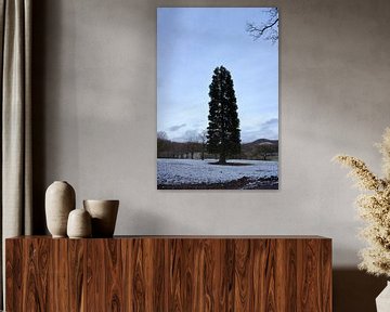 Imposante grote dennenboom in de winter op een besneeuwde weide van creativcontent