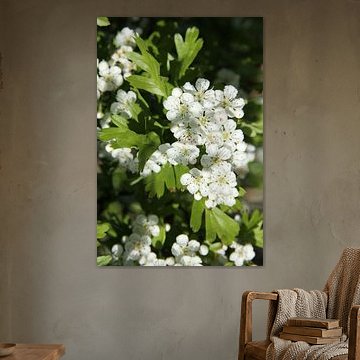 fleur de fruit blanc