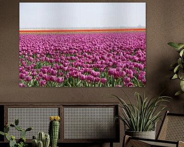Tulpen tot aan de horizon van Spijks PhotoGraphics