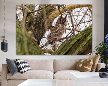 Long-eared owl in the wind by Merijn Loch