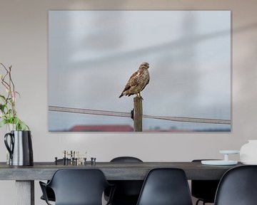 buizerd van Merijn Loch