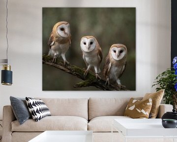 3 Barn owls by Marcel van Balkom