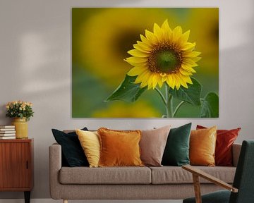 Sonnenblume zum Quadrat von Marcel van Balkom