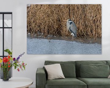 Blauwe reiger op het ijs van Merijn Loch