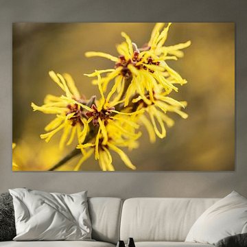 Flowering witch hazel in spring