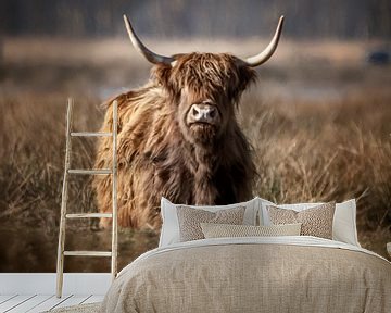 Schotse Hooglander tussen het riet van natascha verbij