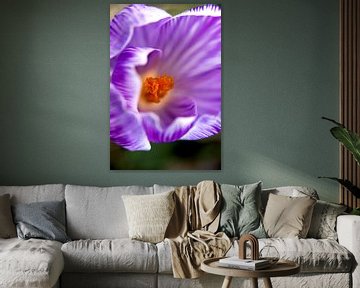 macrofoto van krokus, oranje meeldraden in een bloem | fine art foto print | bloemenkunst