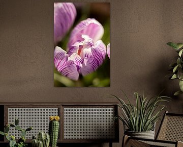 macrofoto van een paarse krokus bloem | fine art foto print | bloemenkunst