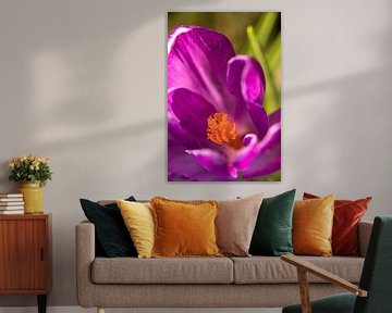 macrofoto van krokus bloem met oranje meeldraden in een bloem | fine art foto print | bloemenkunst van Karijn | Fine art Natuur en Reis Fotografie