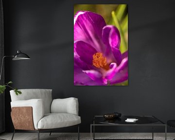 macrofoto van krokus bloem met oranje meeldraden in een bloem | fine art foto print | bloemenkunst
