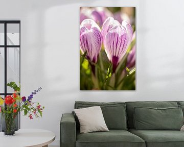 macrofoto van krokus,  bloemenfoto | fine art foto print | bloemenkunst