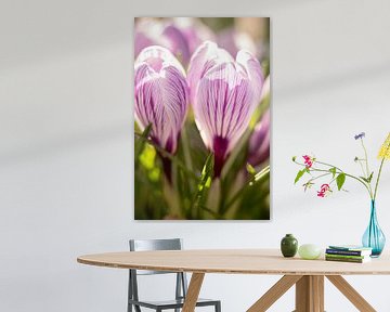 macrophoto of crocus, flower photo | fine art photo print by Karijn | Fine art Natuur en Reis Fotografie
