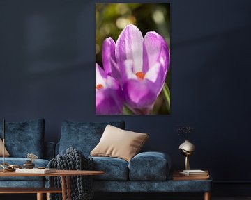 bloemenkunst | macrofoto van krokus, oranje meeldraden in een bloem | fine art foto print