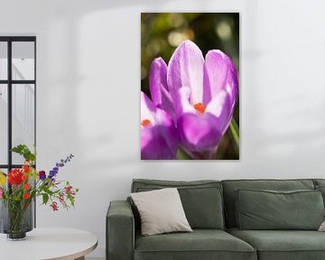 flower art | macro photo of crocus, orange stamens in a flower | fine art photo print by Karijn | Fine art Natuur en Reis Fotografie