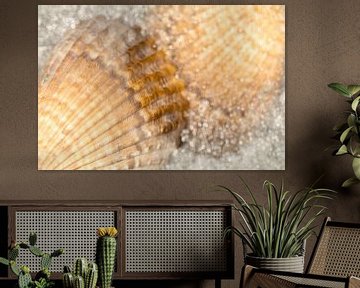 Schelpen in het zee water in natuurlijke kleuren van Lisette Rijkers