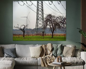 knoestige oude bomen