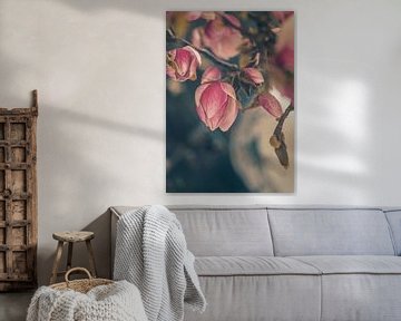 Magnolia blossom by tim eshuis