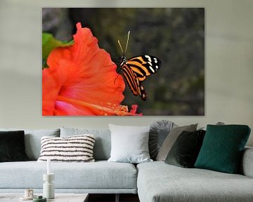 Kleurrijke vlinder van Nikkie Fotografie